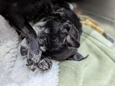 Chico Lou, Chihuahua, senior, available for adoption