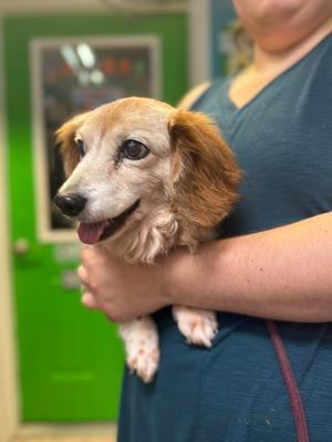 Caesar, Dachshund, senior, available for adoption