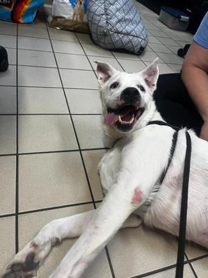 Ghost, Labrador Retriever / Mixed Breed, adult, available for adoption