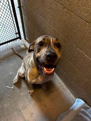 Bodhi, Plott Hound / Mixed Breed, young, available for adoption