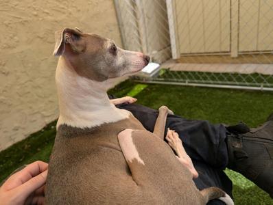 Berlin / Luna, Italian Greyhound, adult, available for adoption