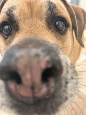 Kratos, Bullmastiff / Mixed Breed, senior, available for adoption