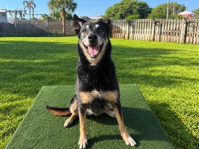 Chispa, Belgian Shepherd / Malinois / Mixed Breed, senior, available for adoption