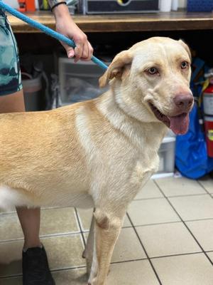 Kiara, Labrador Retriever / Husky, young, available for adoption