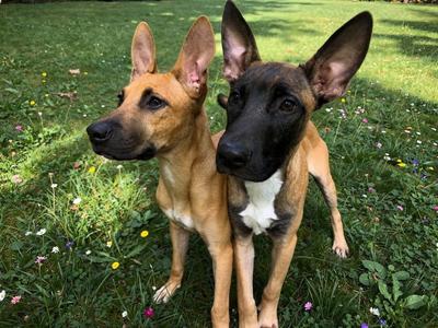 Joe, Belgian Shepherd / Malinois / Mixed Breed, puppy, available for adoption