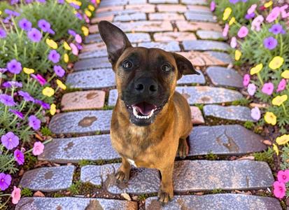 Brady, Shepherd / Boxer, adult, available for adoption