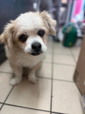 Jordan, Pekingese / Mixed Breed, senior, available for adoption