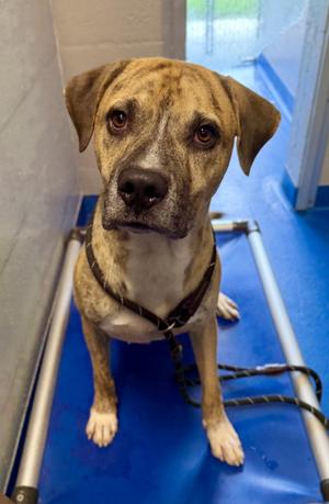 Gamble, Boxer, adult, available for adoption