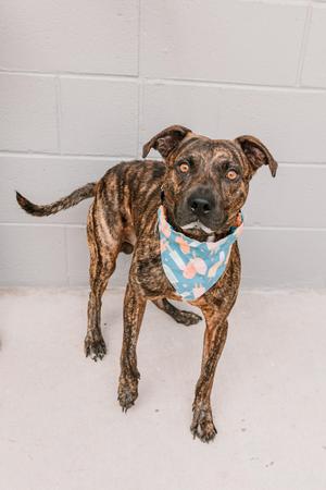 Hal, Pointer, adult, available for adoption