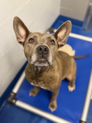 Bessie, Terrier, adult, available for adoption
