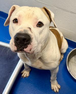 Pork Chop, American Bulldog, adult, available for adoption