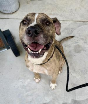 Jonah, Terrier, adult, available for adoption