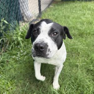Kace, Pointer, adult, available for adoption