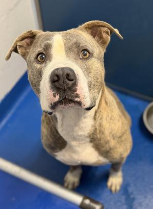 Nip, Terrier, adult, available for adoption