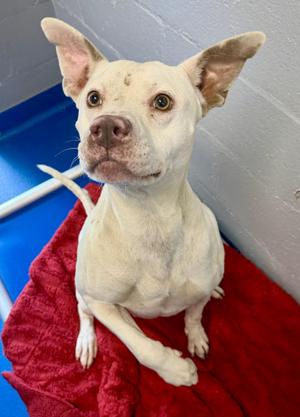 Crystal, Terrier, adult, available for adoption