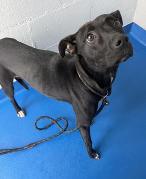 Trish, Retriever, young, available for adoption