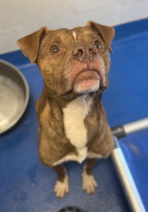 A brown and white dog with floppy ears looking up at the camera, standing on a blue surface with a metal bowl in the background.