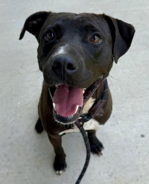 Kovu, Black Labrador Retriever, adult, available for adoption