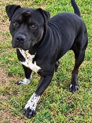 Falcon, Pit Bull Terrier Mix, adult, available for adoption