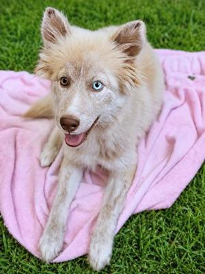 Foxy, Siberian Husky Mix, young, available for adoption