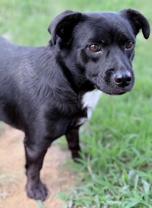 Maddie, Mixed Breed, adult, available for adoption