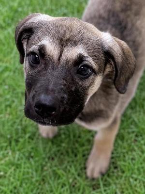 Galactus, Labrador Retriever Mix, puppy, available for adoption