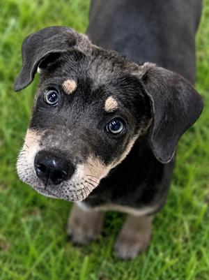 Gavin, Labrador Retriever Mix, puppy, available for adoption