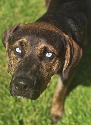 A close-up of a dog with a black and brown coat, standing on grass. The dog has striking blue eyes and floppy ears, and is looking directly at the camera.
