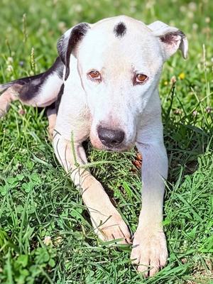 MooMoo (61400636), Pit Bull Terrier Mix, adult, available for adoption