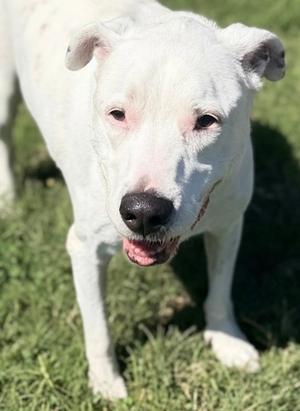 Izzy, Mixed Breed, senior, available for adoption