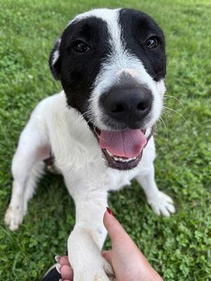 Hank, Pit Bull Terrier Mix, adult, available for adoption