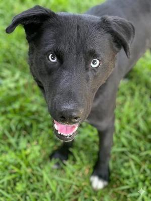 Leonardo HW+, German Shepherd Dog Mix, adult, available for adoption