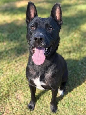 Houston HW+, Pit Bull Terrier Mix, adult, available for adoption