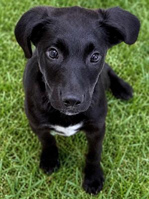 Gwendolyn, Labrador Retriever Mix, puppy, available for adoption