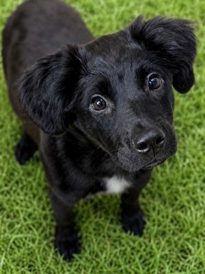 Geneva, Labrador Retriever Mix, puppy, available for adoption