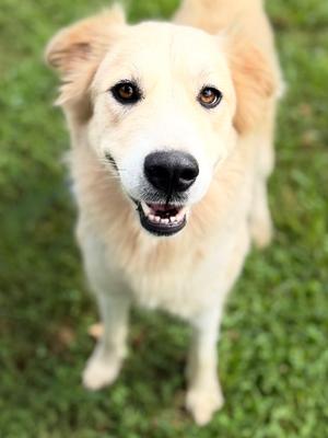 Moonstone (61469912), Siberian Husky and Great Pyrenees, adult, available for adoption