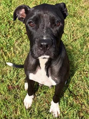 De'vine (61819376), Pit Bull Terrier Mix, adult, available for adoption