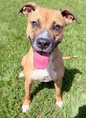 Duke, Pit Bull Terrier Mix, adult, available for adoption
