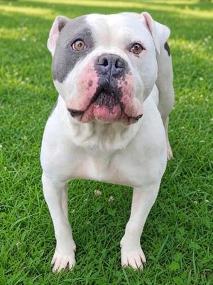 Gumbo HW+, Bulldog Mix, adult, available for adoption