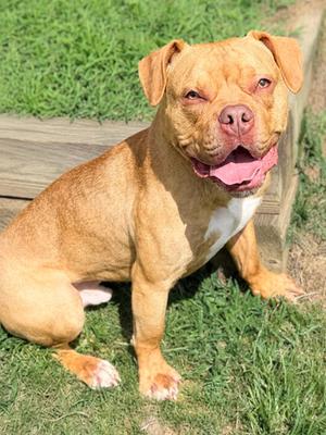 Hooch, Pit Bull Terrier Mix, adult, available for adoption