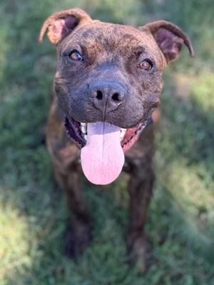 A brown and black brindle dog with floppy ears and a pink tongue sticking out, looking up at the camera.