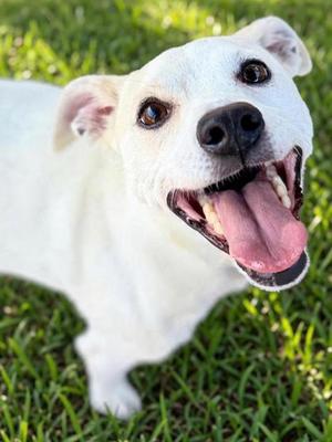 Jason, Terrier Mix, adult, available for adoption