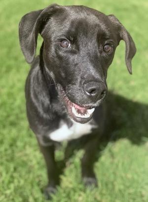 Dudley, Labrador Retriever Mix, young, available for adoption