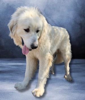 A fluffy white dog with long fur and a pink tongue sticking out, standing on a blue surface.