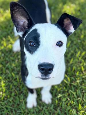 Ezra, Pit Bull Terrier Mix, young, available for adoption