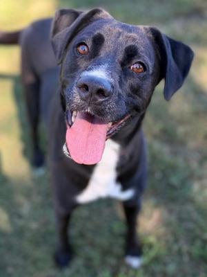 A black and white dog with a pink tongue sticking out, standing on grass.