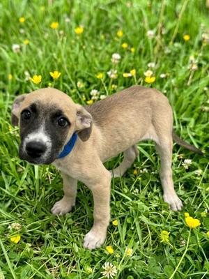 Atticus, Mixed Breed, puppy, available for adoption