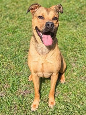 A happy brown dog sitting on a grassy field, with its tongue out and ears perked up.