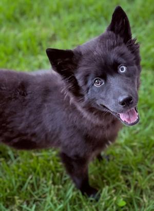 Malibu, Siberian Husky Mix, puppy, available for adoption