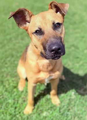 A brown dog sitting on grass